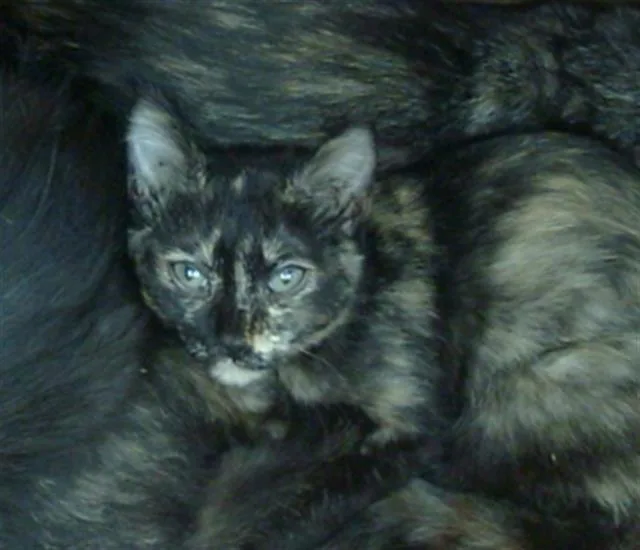 A baby medium-sized female Domestic Short Hair cat named Perona for adoption in Dallas, TX
