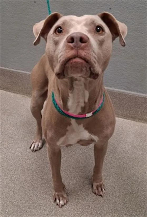 An adult large-sized female Pit Bull Terrier dog named Posey for adoption in Las Vegas, NV