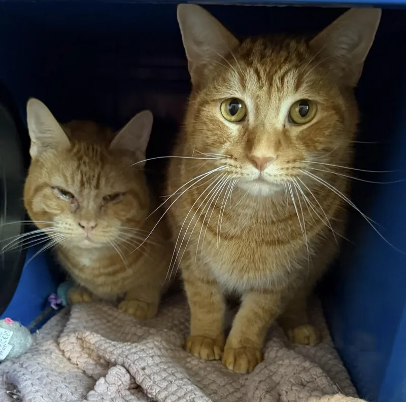 A young medium-sized male Domestic Short Hair cat named Waffles for adoption in Sault Sainte Marie, MI