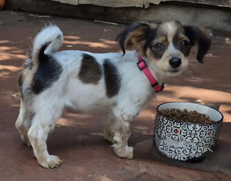 A baby small-sized female White / Cream Papillon dog named Gaia for adoption in Long Beach, CA