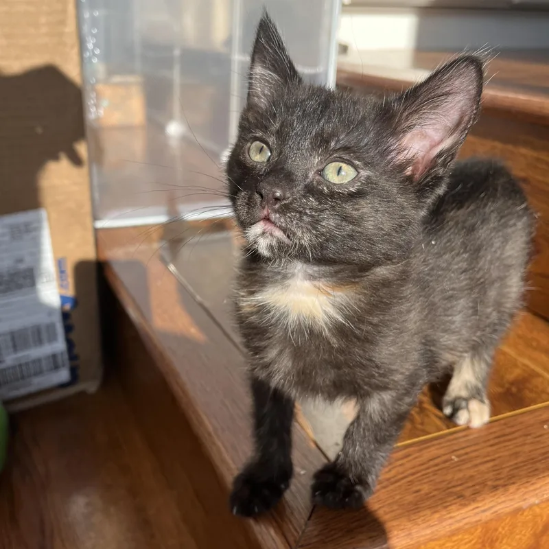 A baby medium-sized female Tortoiseshell Domestic Short Hair cat named Sally for adoption in Redwood City, CA