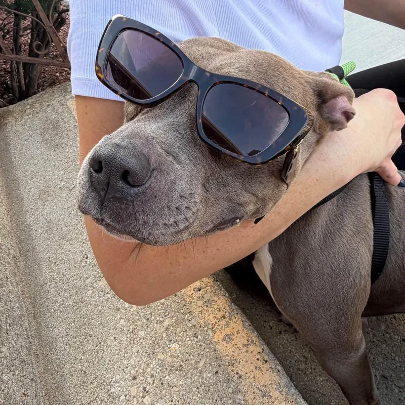 A young medium-sized female Mixed Breed dog named Lottie for adoption in Blue Island, IL