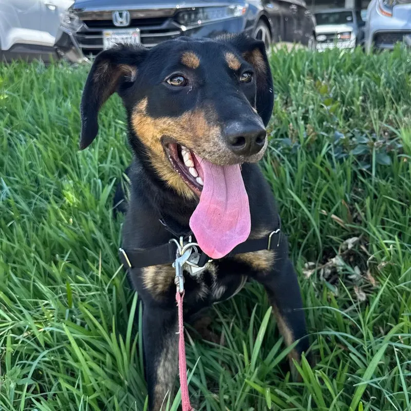 An adult medium-sized female Black Hound dog named Kate for adoption in Falls Church, VA