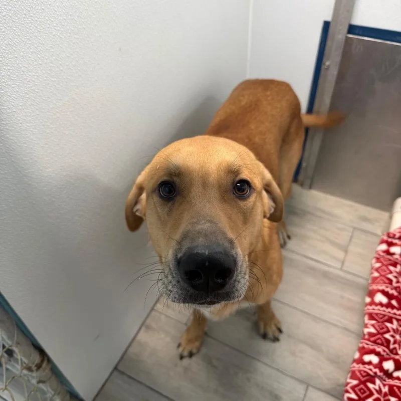 An adult large-sized male Yellow / Tan / Blond / Fawn Yellow Labrador Retriever dog named Charlie for adoption in Denison, TX