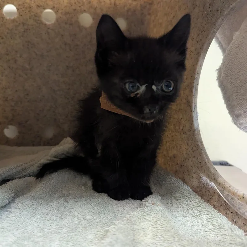 A baby small-sized male Black Domestic Short Hair cat named Maxwell for adoption in Pasadena, CA