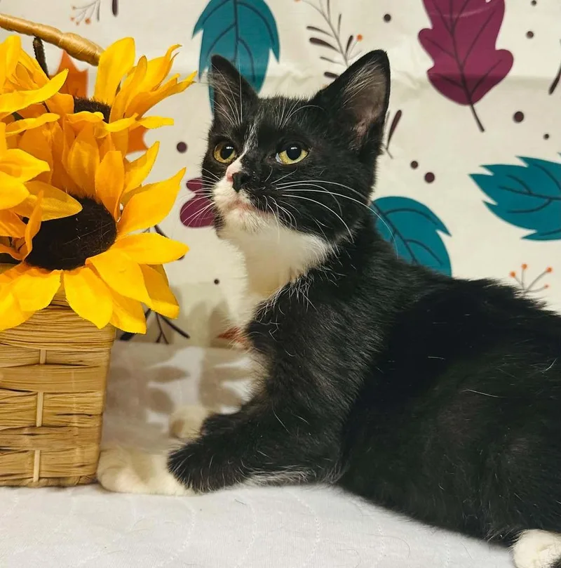 A baby small-sized male Domestic Short Hair cat named Sylvester for adoption in Groveland, MA