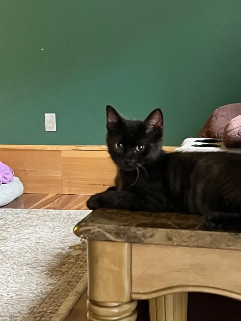 A baby small-sized male Domestic Short Hair cat named Rex for adoption in Gorham, ME