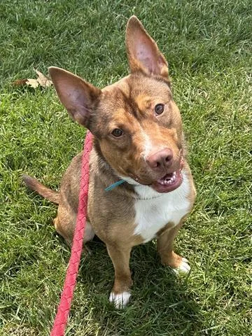 A young medium-sized male Pit Bull Terrier dog named Tugboat for adoption in Dayton, OH