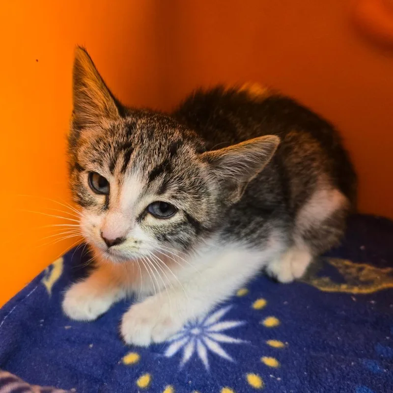 A baby small-sized female White Domestic Short Hair cat named Lennah for adoption in Waukesha, WI