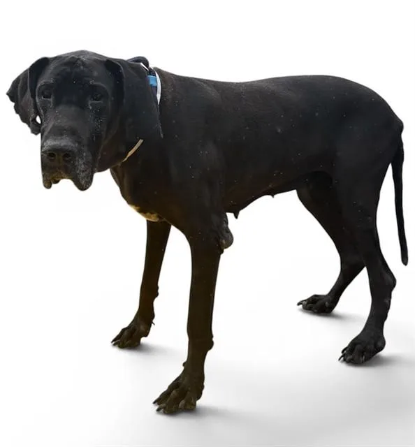 An adult medium-sized female Great Dane dog named Sarah for adoption in Agoura, CA