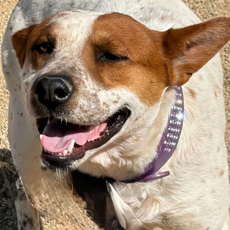 Roverclover thumbnail 3