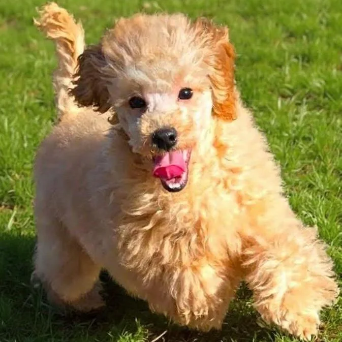 Potato Chip thumbnail 2