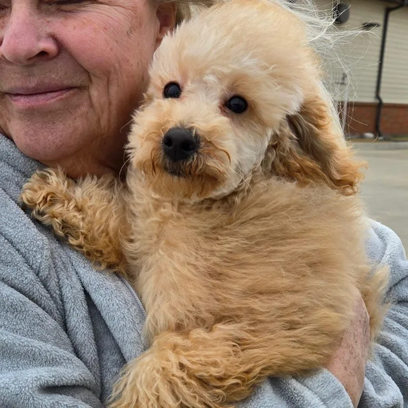 Potato Chip thumbnail 3