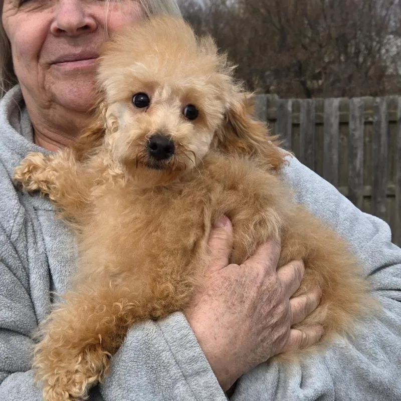 Potato Chip thumbnail 4