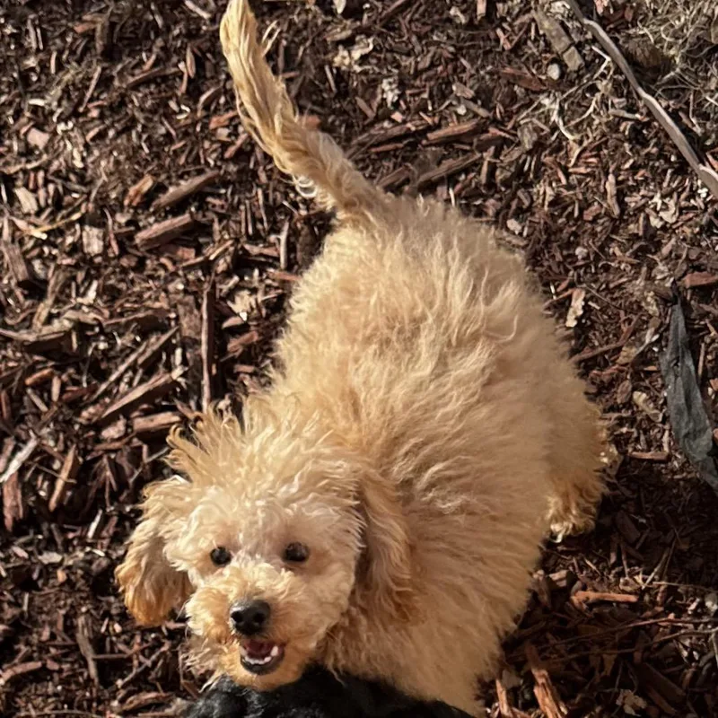 Potato Chip thumbnail 5