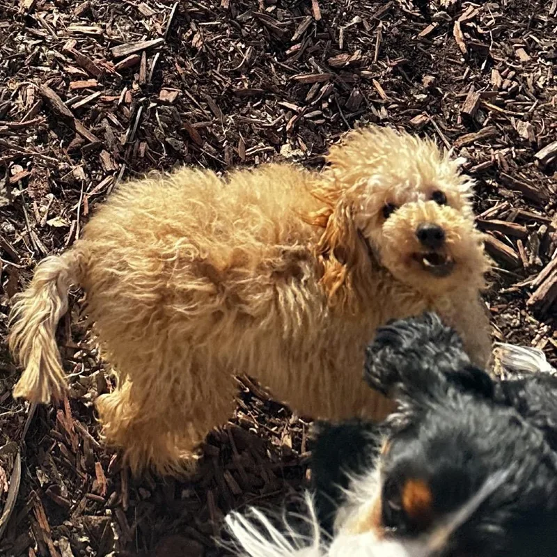 Potato Chip thumbnail 6