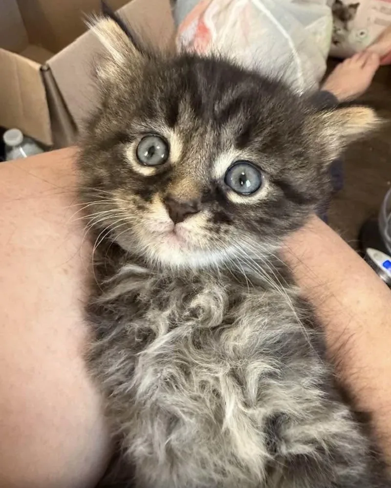 A baby medium-sized female Tabby (Brown / Chocolate) Domestic Short Hair cat named Shadow for adoption in Port Washington, WI