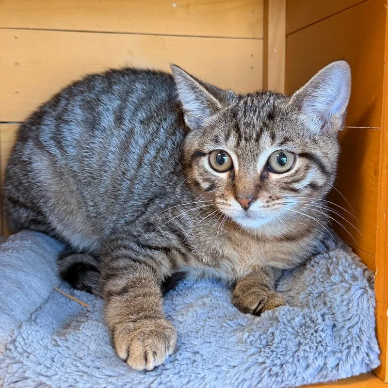 A young medium-sized male Domestic Short Hair cat named Groundhog for adoption in Corydon, IN