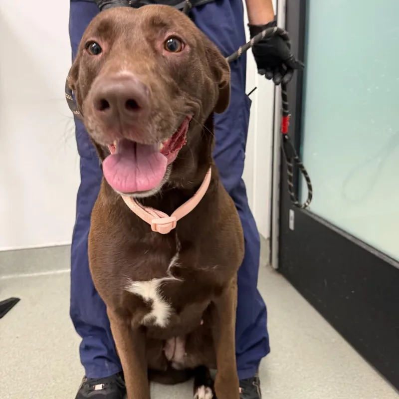An adult large-sized female Brown / Chocolate Chocolate Labrador Retriever dog named Athena for adoption in Abilene, TX