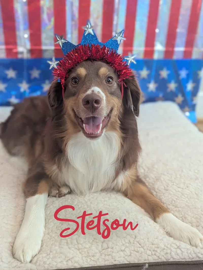 Stetson