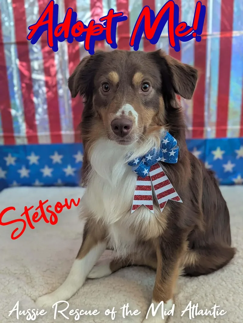 Stetson thumbnail 4