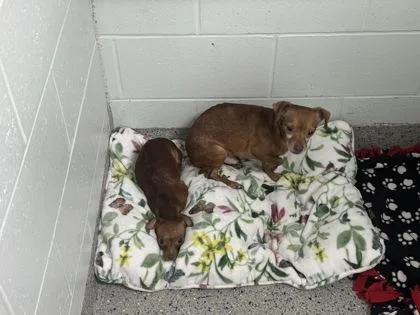 An adult small-sized female Chihuahua dog named Lisa for adoption in Columbus, IN