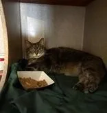 An adult medium-sized female Domestic Short Hair cat named Narcissa for adoption in Washington, DC