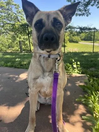 An adult large-sized female Brown / Chocolate Shepherd dog named Hermione for adoption in Kansas City, MO