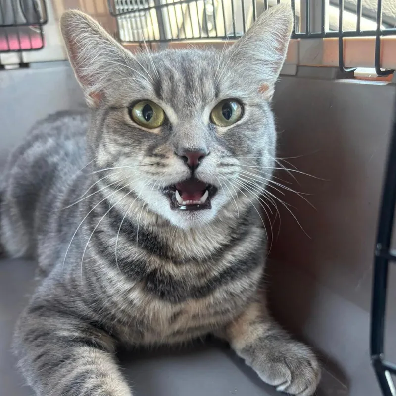 A young small-sized female Gray / Blue / Silver Domestic Medium Hair cat named Sardine for adoption in Woodbury, NJ