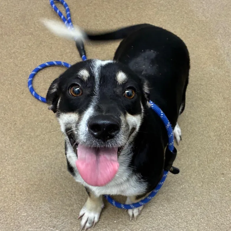 An adult medium-sized male Terrier dog named Dante for adoption in Corpus Christi, TX