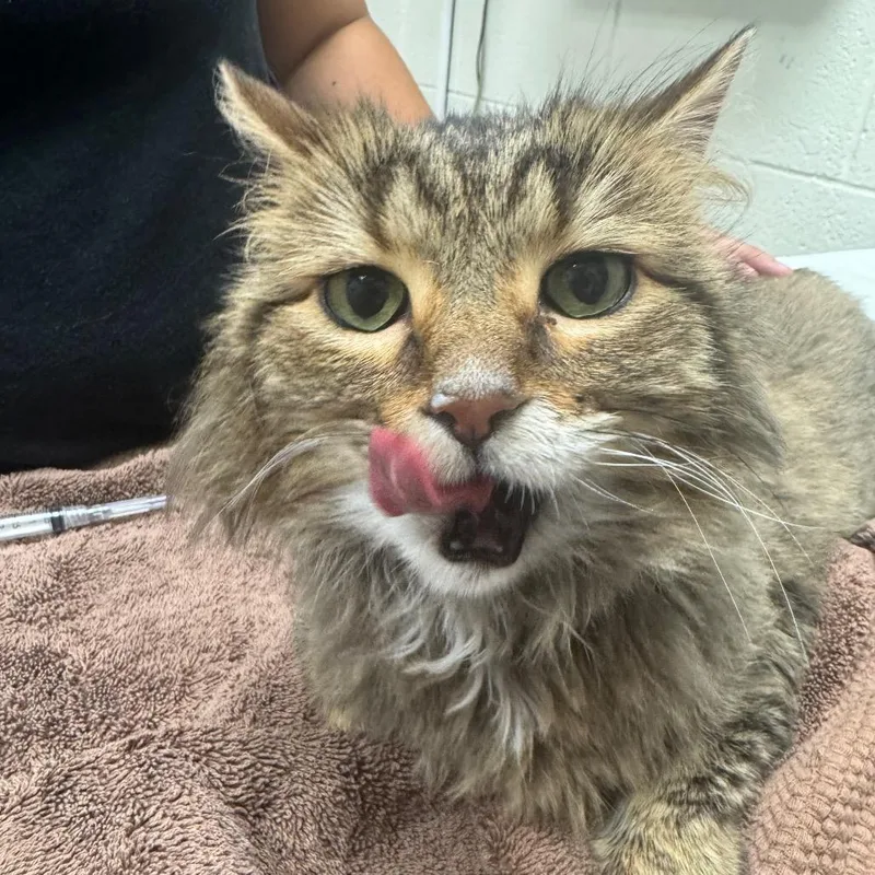 A senior medium-sized female Domestic Long Hair cat named JoJo for adoption in Murray, UT