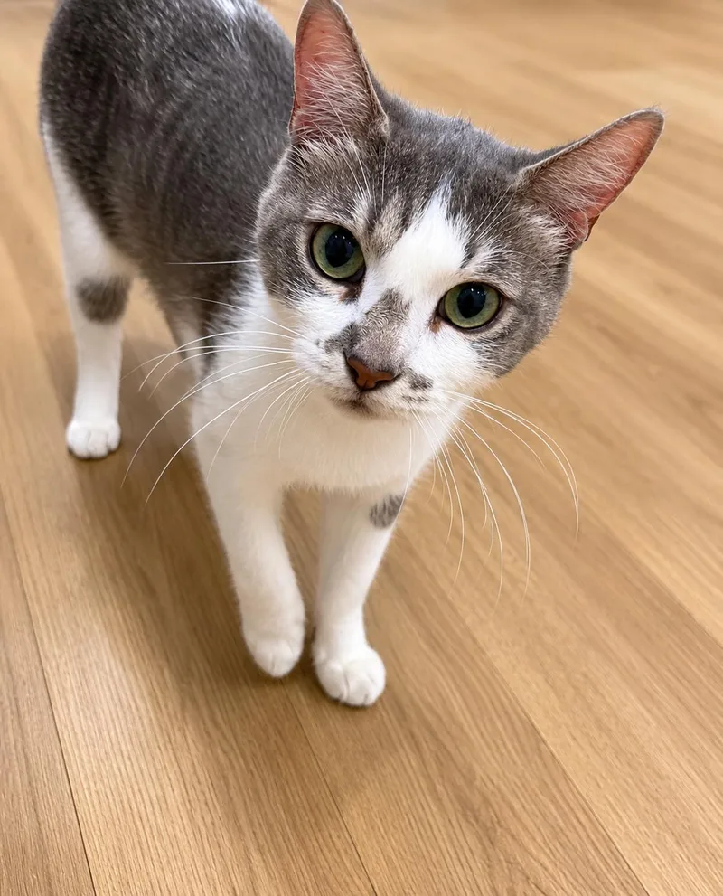 An adult medium-sized female Domestic Short Hair cat named Momma Pearl for adoption in Rio Linda, CA