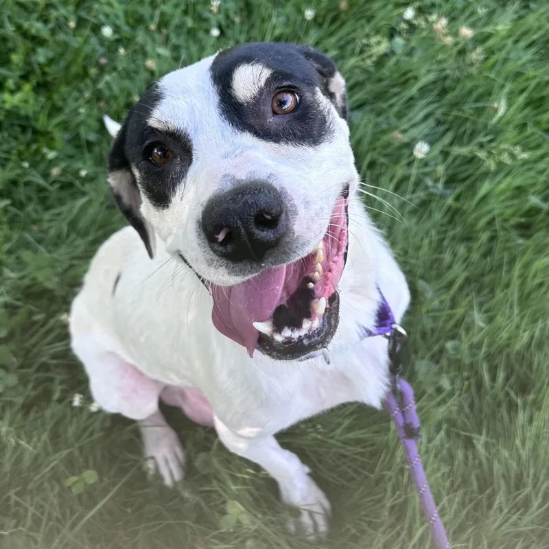 A young large-sized female White / Cream Coonhound dog named Tiki for adoption in Columbia Station, OH