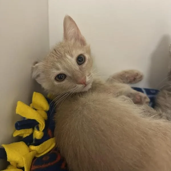 A baby small-sized male Domestic Short Hair cat named Tropical for adoption in Walnut Creek, CA