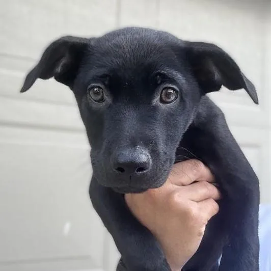 A baby small-sized female Labrador Retriever dog named Ember for adoption in San Antonio, TX