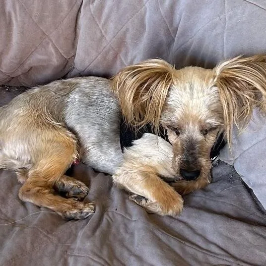 A senior small-sized male Yorkshire Terrier dog named Buckwheat for adoption in Mesquite, NV