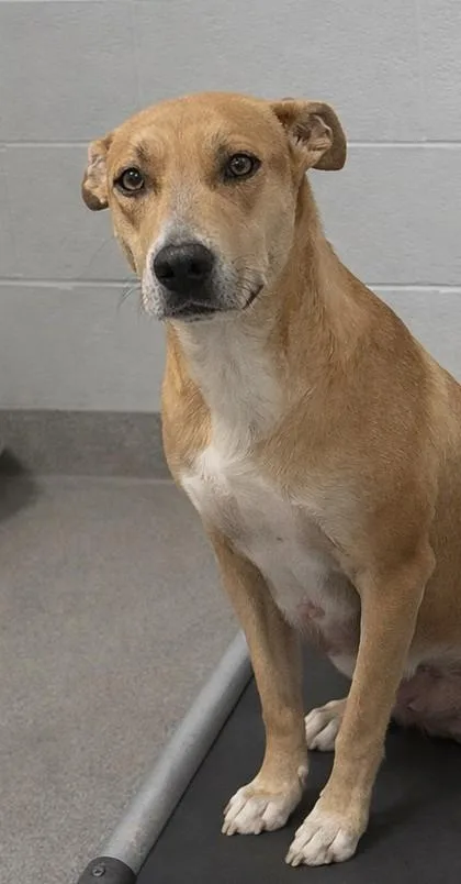 An adult medium-sized female Mixed Breed dog named Sadie for adoption in Beatrice, NE