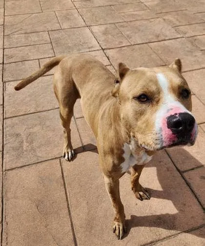 An adult large-sized male Terrier dog named Axel for adoption in Shreveport, LA