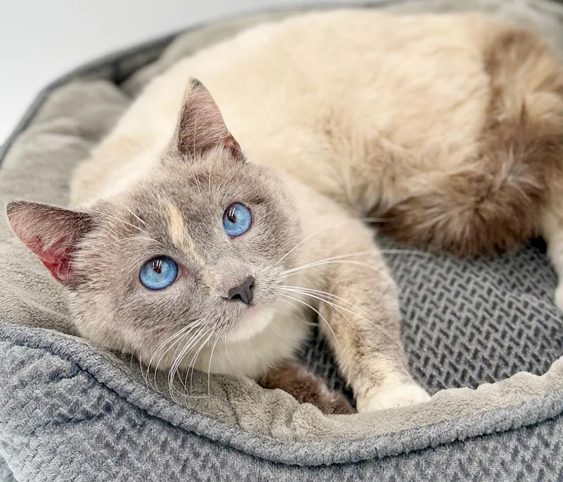 Sammie Is Our Stunning thumbnail 4