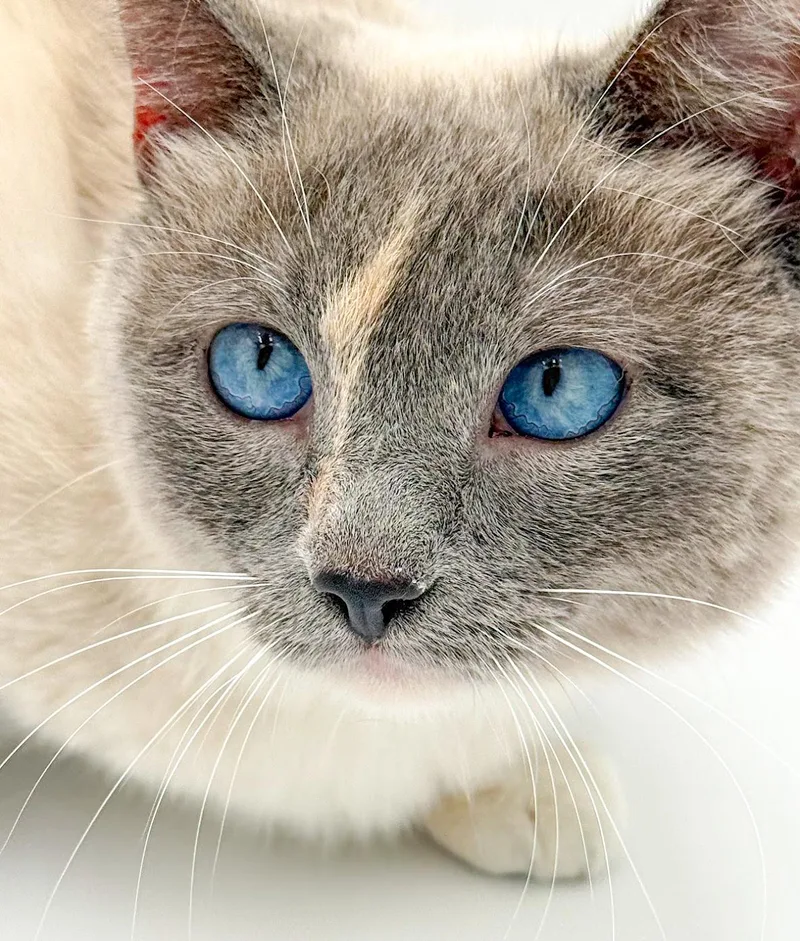 Sammie Is Our Stunning