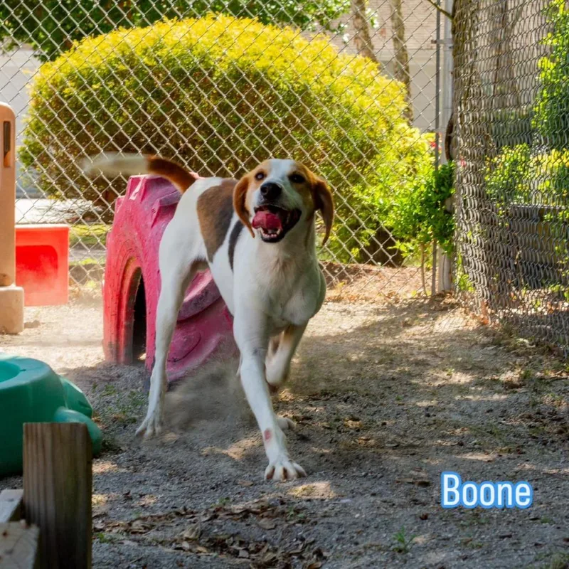 Boone thumbnail 2