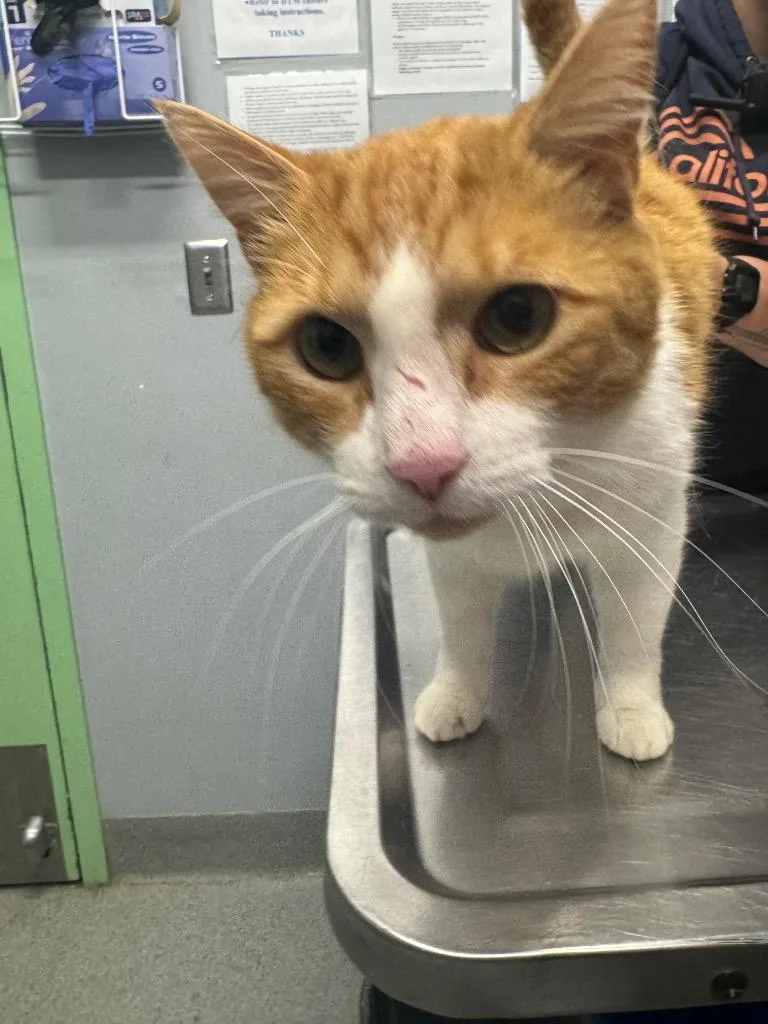 A young medium-sized male Domestic Short Hair cat named Goldsmith for adoption in Bloomington, IN