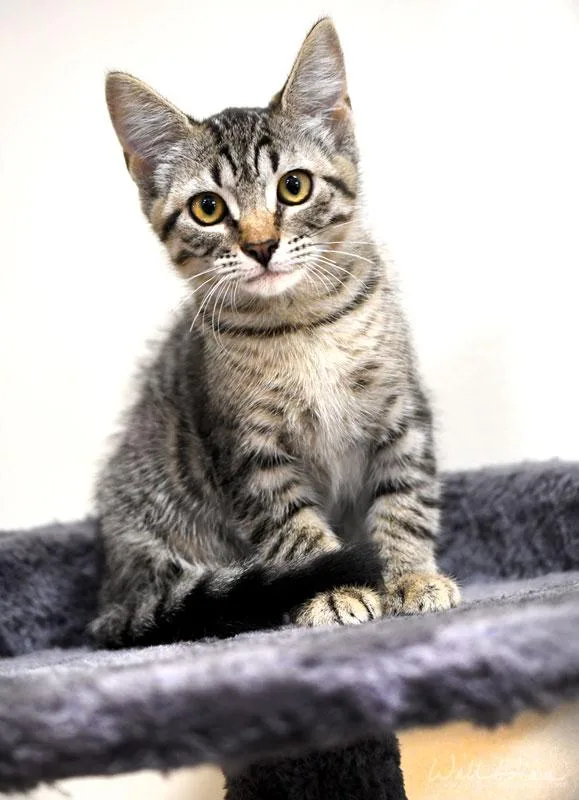 A baby medium-sized female Tabby (Tiger Striped) Domestic Short Hair cat named Nikita for adoption in Monroe, GA