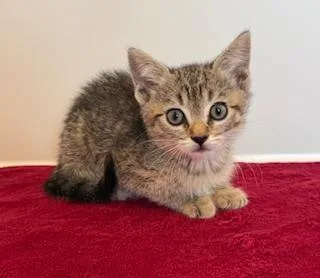 A baby medium-sized female Tabby (Brown / Chocolate) Tabby cat named Sugar Plum for adoption in Southern Pines, NC