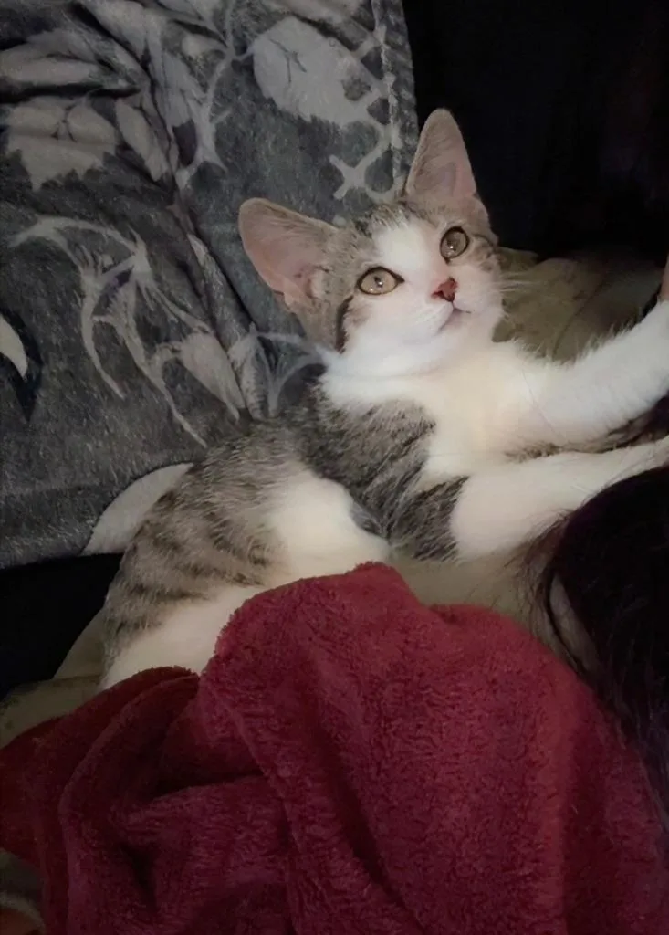 A baby small-sized female American Shorthair cat named Tristen for adoption in Hagaman, NY