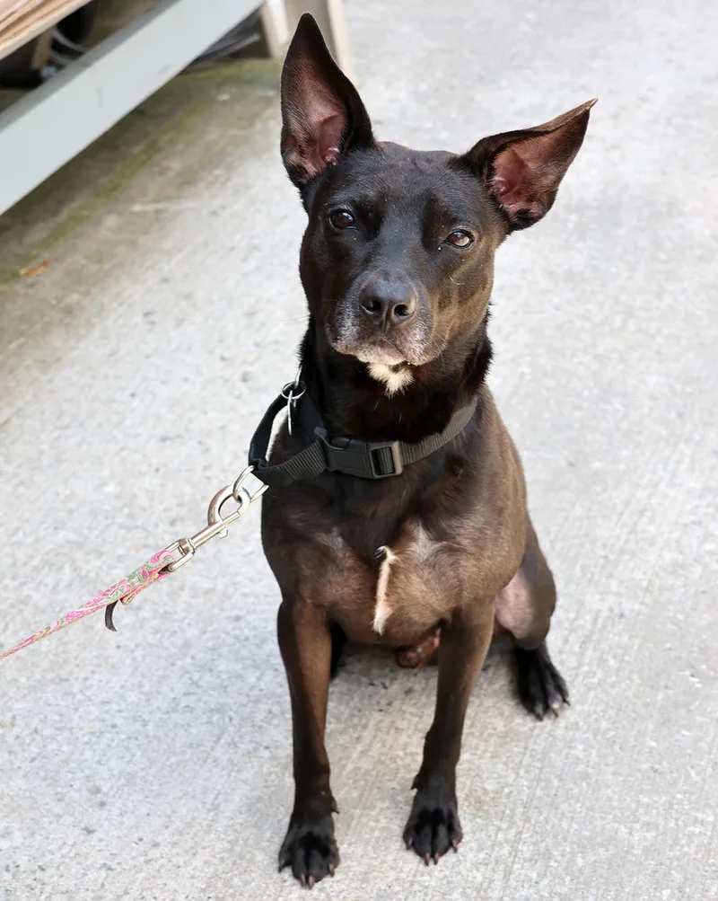 A young medium-sized male Black Labrador Retriever dog named Luigi for adoption in Harrison, NY