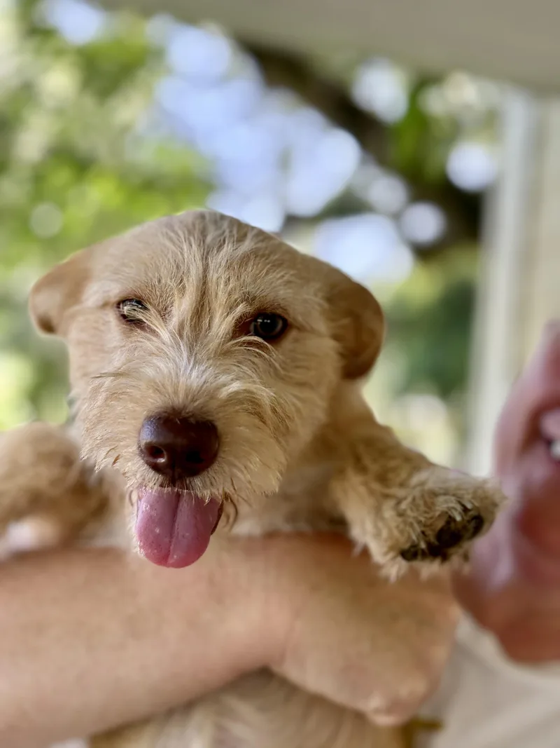 A baby small-sized female Wirehaired Terrier dog named Harriet for adoption in Cypress, TX