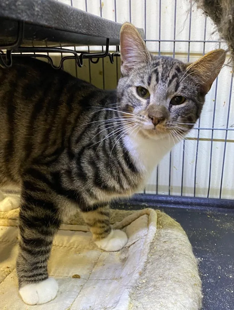 Nutty Buddy thumbnail 2