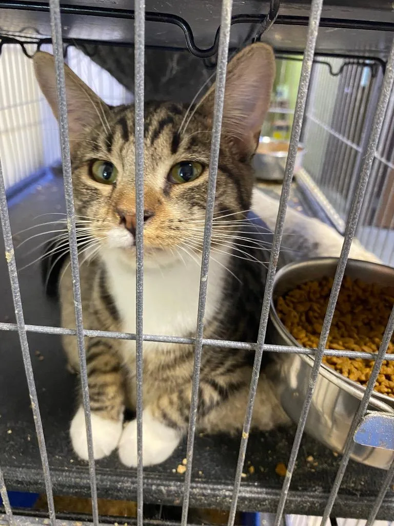 Nutty Buddy thumbnail 3