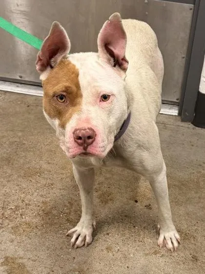 A young medium-sized female White / Cream Pit Bull Terrier dog named Delta for adoption in Cleveland, OH